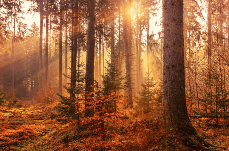 Autumn