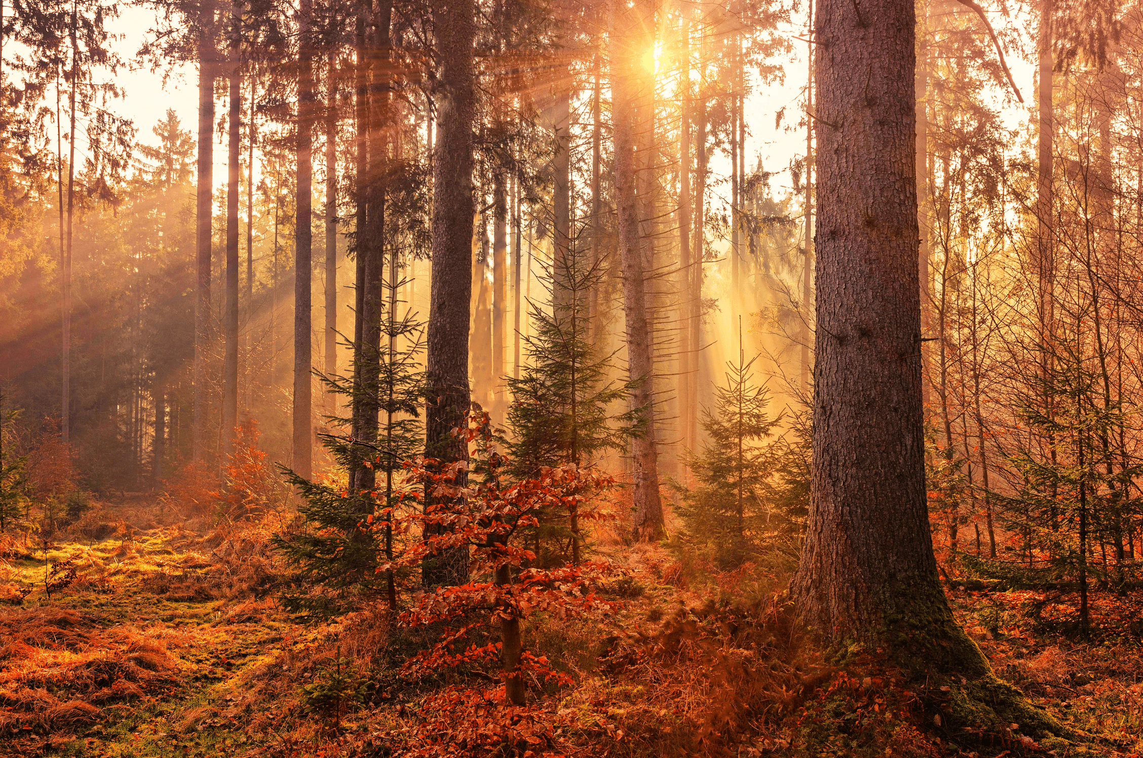 Autumn